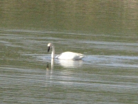 Swan